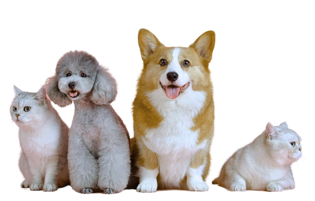 Saúdepets - Planos de Saúde Pet - Consultoria on X: Sou muito fofo! I'm  Very fluffy! #cao #cachorro #canino #dog #pet #animal #puppy   / X